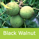 Mature Black Walnut Juglans Nigra